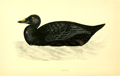 n81_w1150