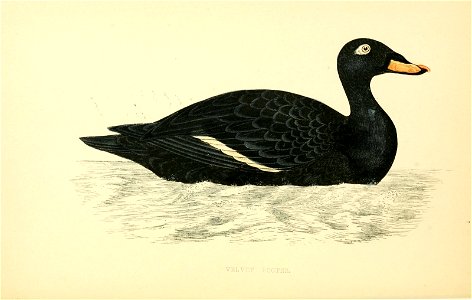 n75_w1150