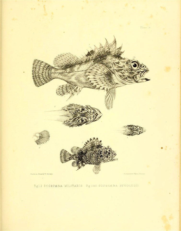 n316_w1150