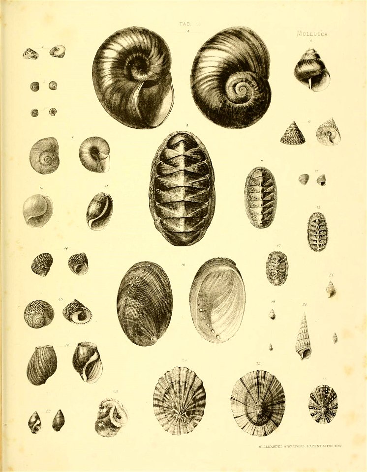 n436_w1150