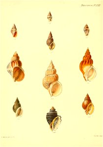 n557_w1150