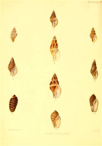 n545_w1150