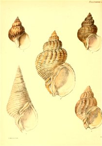 n509_w1150