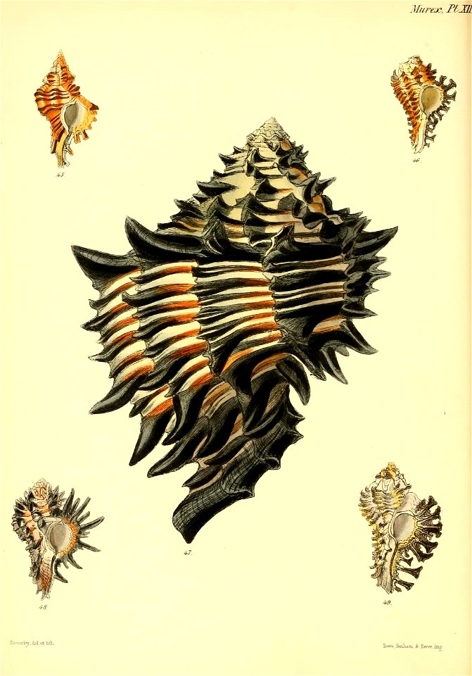 n55_w1150