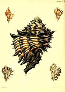 n55_w1150