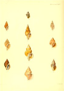 n561_w1150