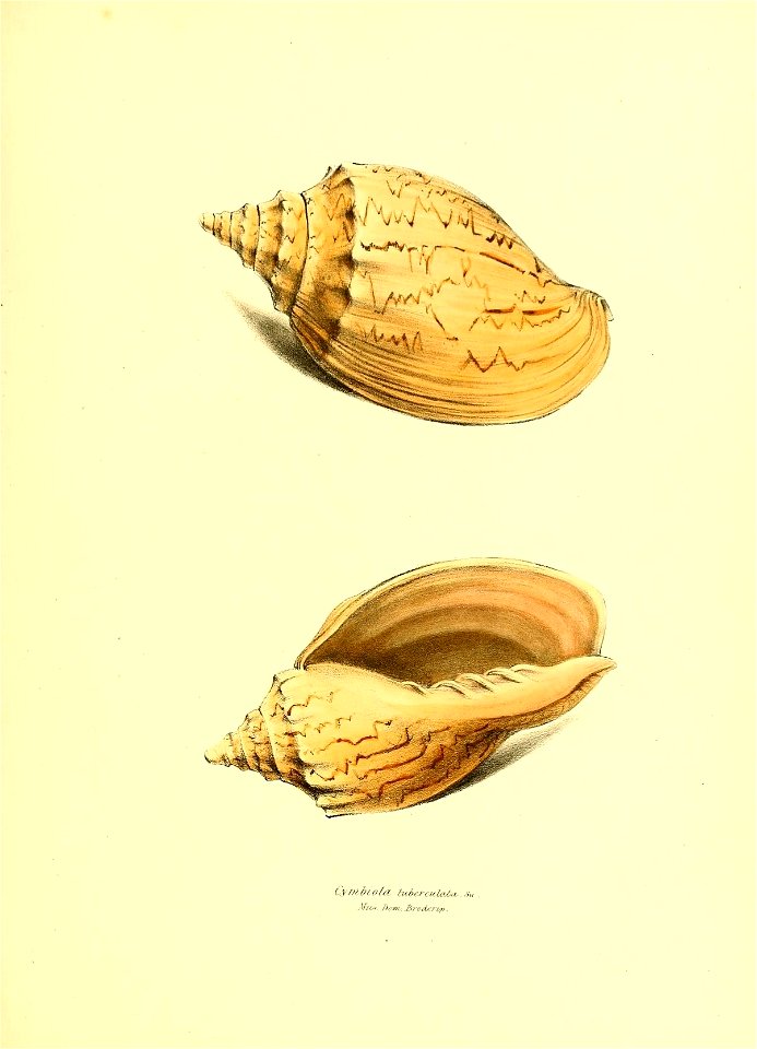 n156_w1150