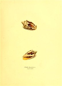 n212_w1150