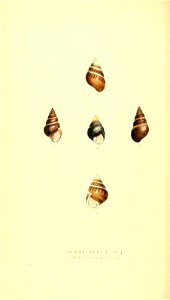 n55_w1150
