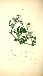 n155_w1150