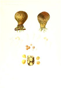n388_w1150