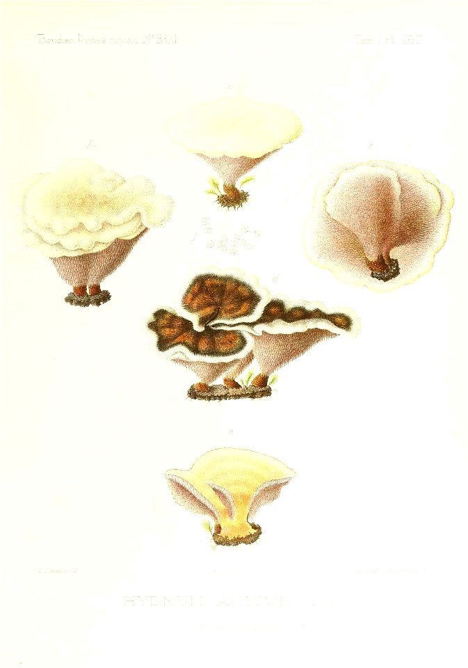 n356_w1150