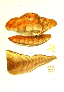 n338_w1150