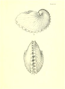 n296_w1150