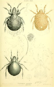 n356_w1150