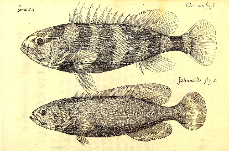 n116_w1150
