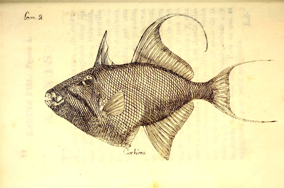 n51_w1150
