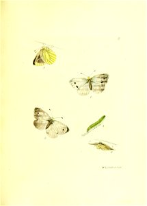 n118_w1150