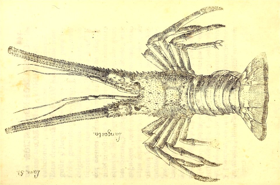 n268_w1150