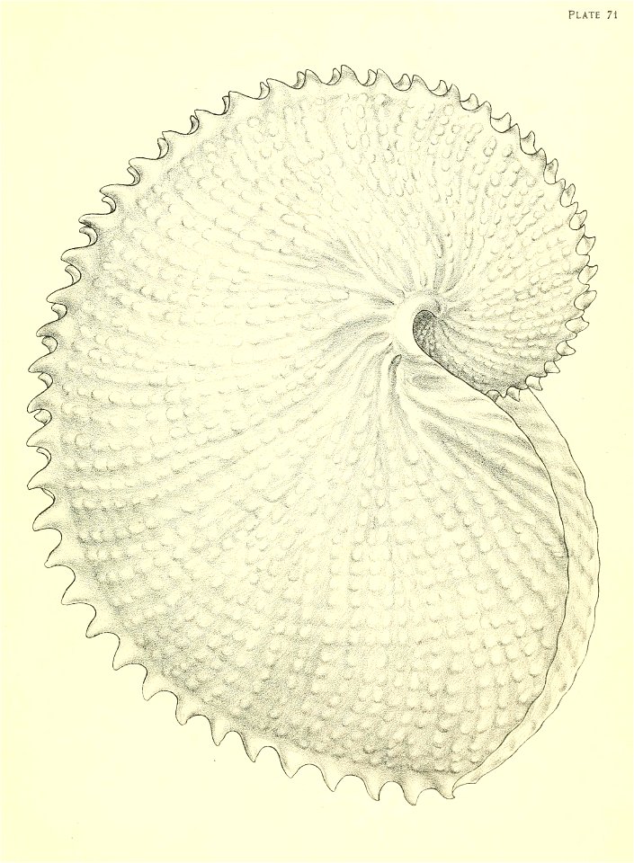 n292_w1150