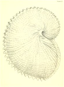 n292_w1150
