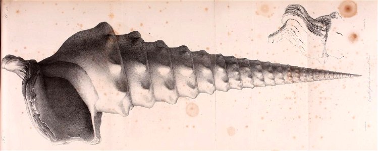 n136_w1150