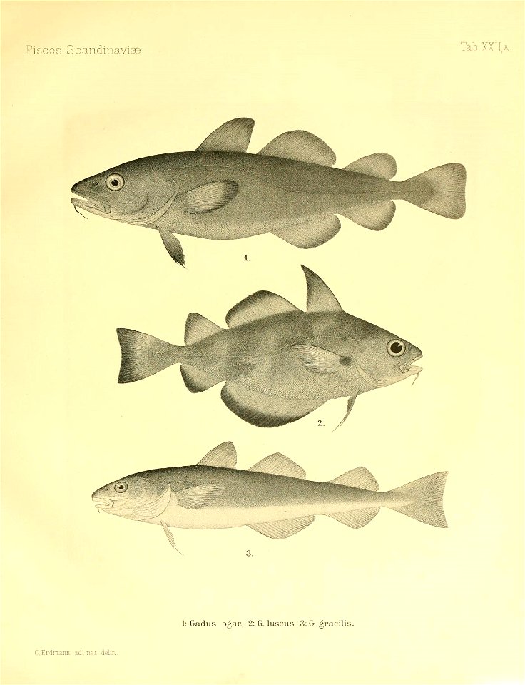 n58_w1150