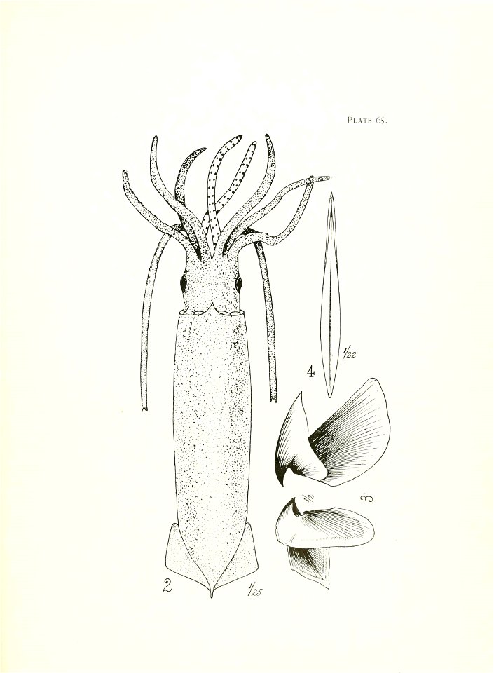 n268_w1150