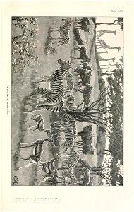n756_w1150