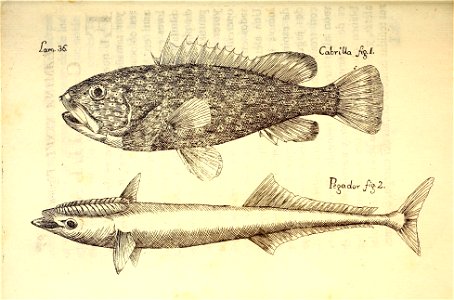 n183_w1150