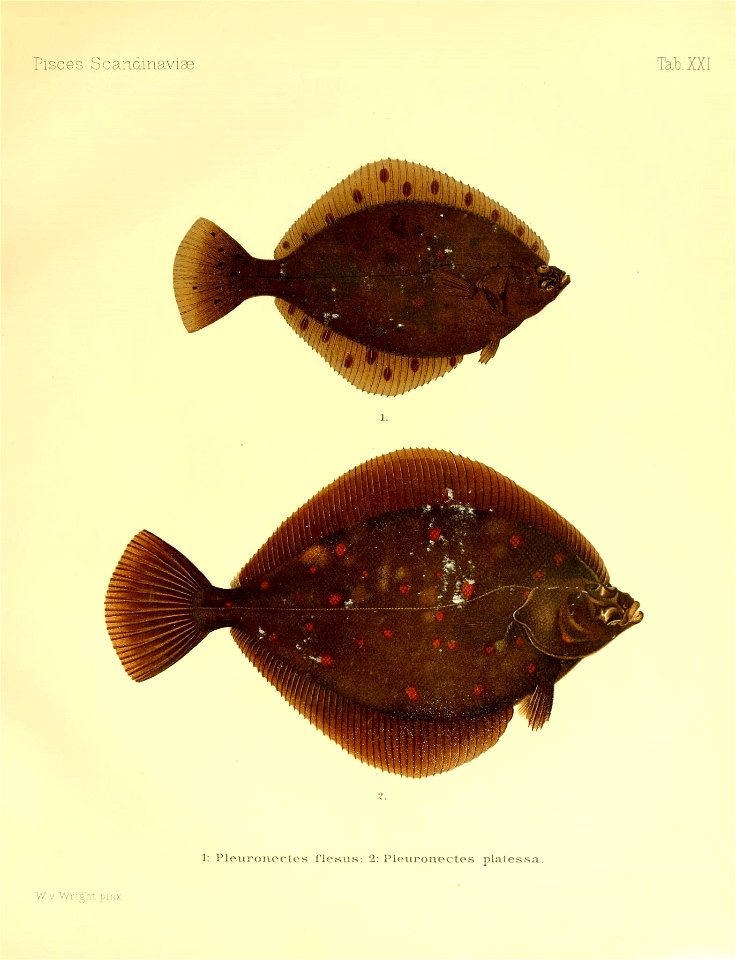 n54_w1150