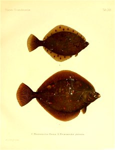 n54_w1150