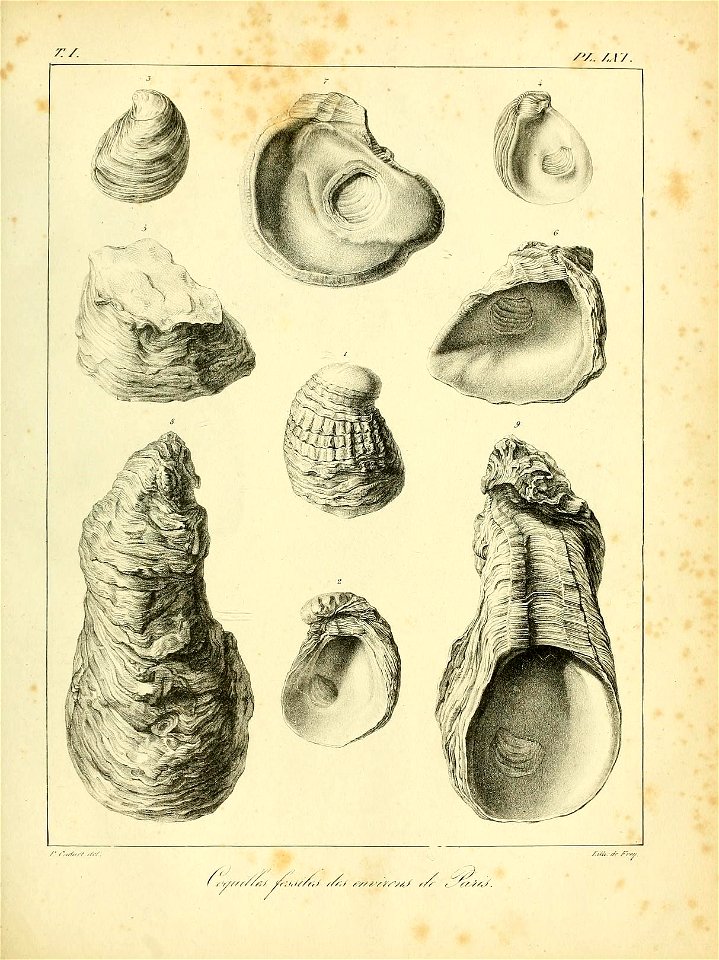 n556_w1150