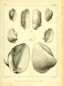 n496_w1150