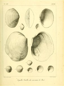 n462_w1150
