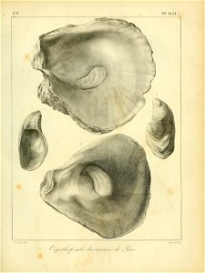 n532_w1150