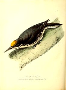 n455_w1150