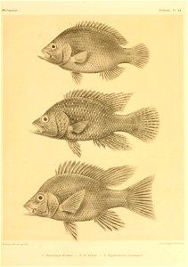 n106_w1150