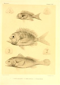 n42_w1150