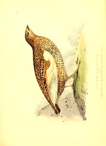 n506_w1150