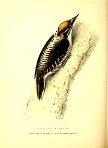 n451_w1150