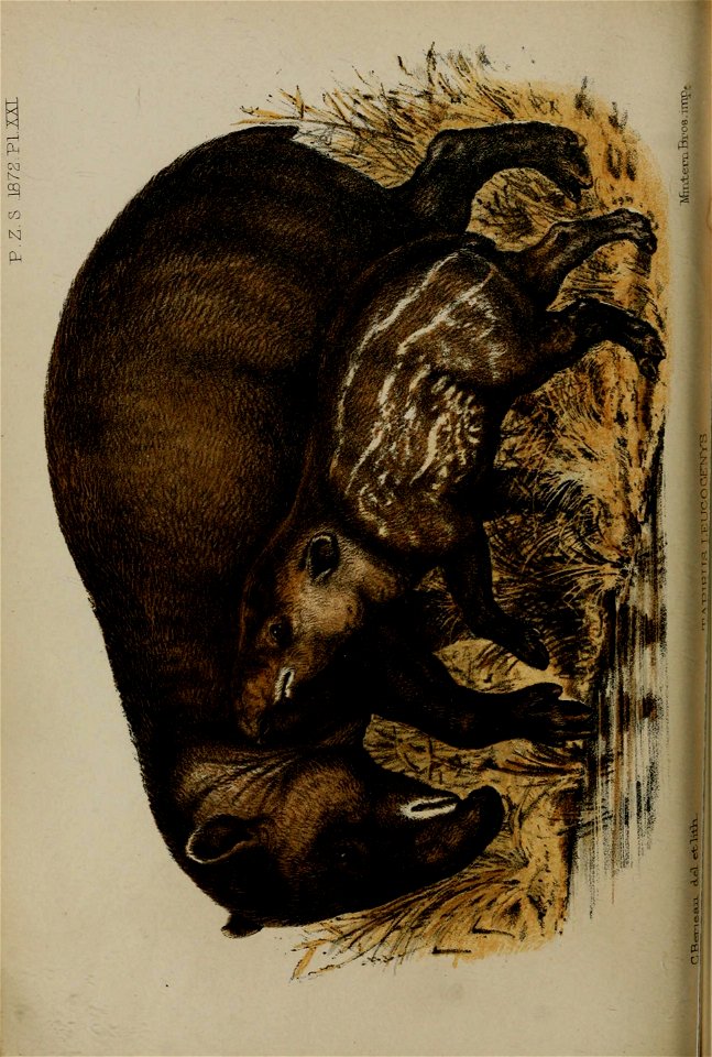 n545_w1150