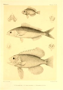 n40_w1150