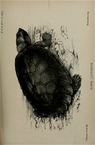 n582_w1150