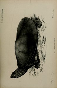 n578_w1150