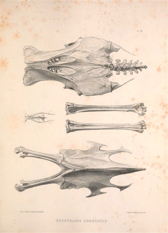 n212_w1150