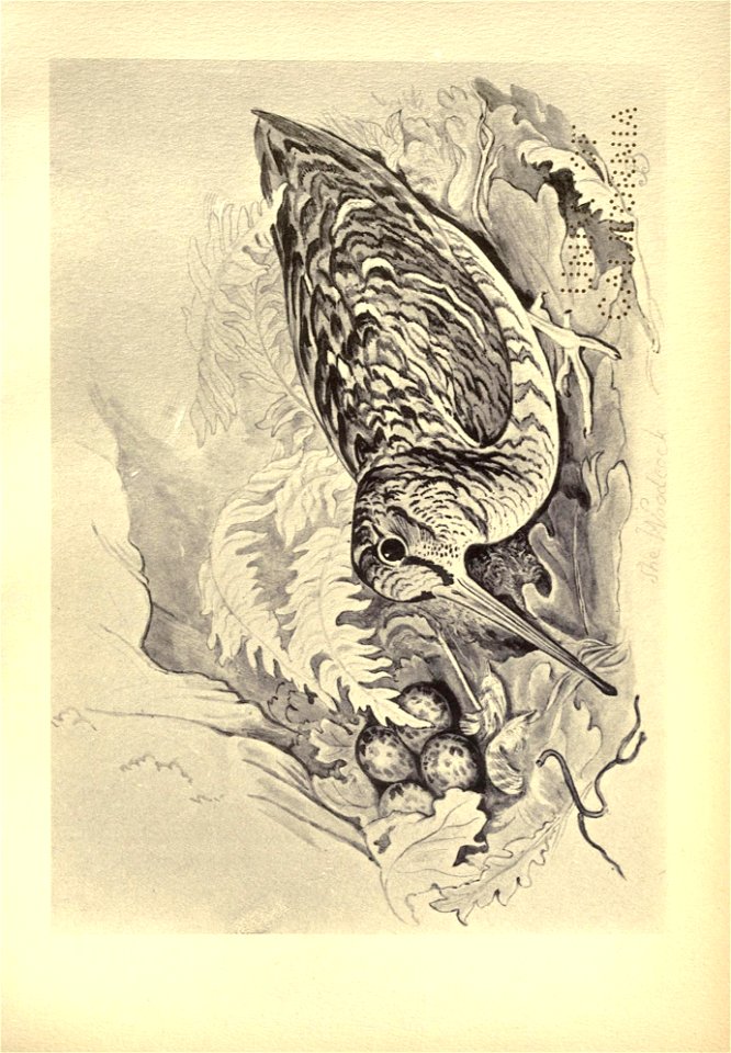 n268_w1150