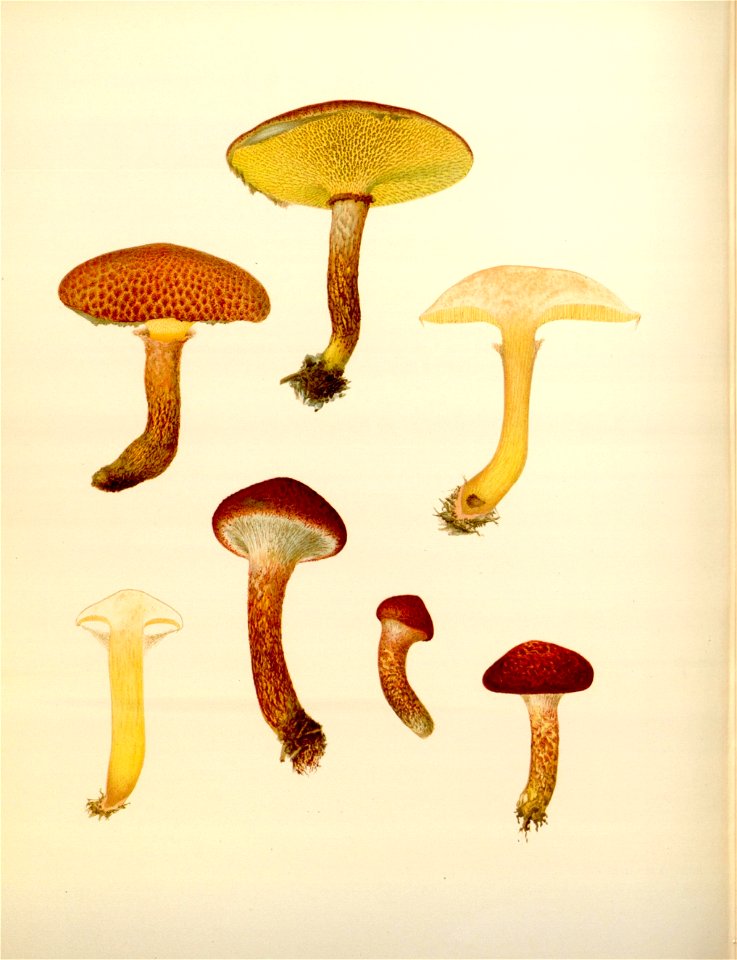 n195_w1150