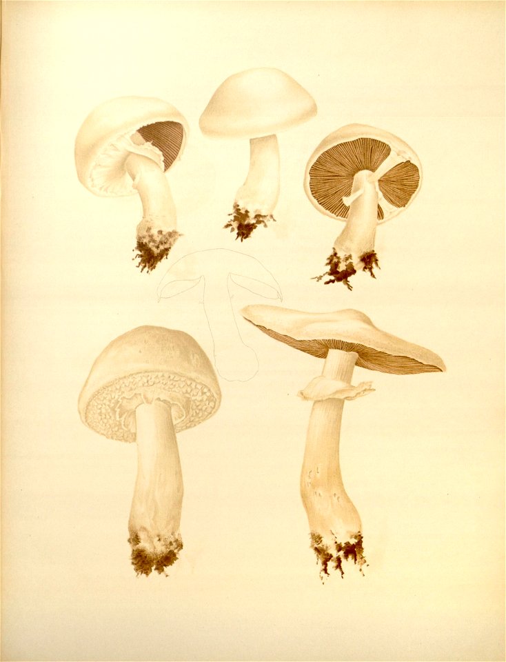 n135_w1150