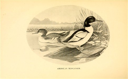 n590_w1150